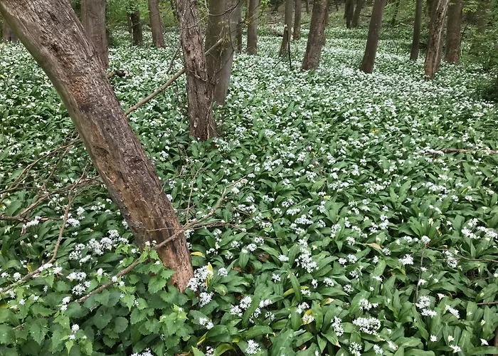 Penzion Rosengarten Sangerhausen